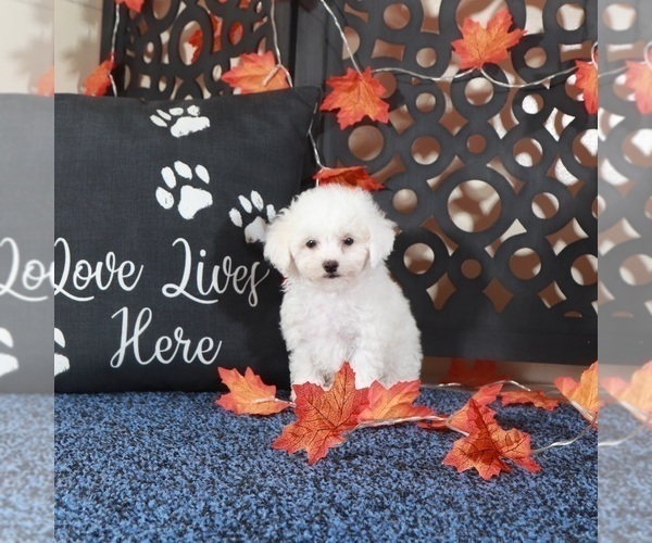 Medium Photo #3 Bichpoo Puppy For Sale in MOUNT VERNON, OH, USA