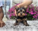 Small #8 Yorkshire Terrier
