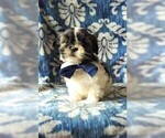 Small Photo #2 Shih Tzu Puppy For Sale in LANCASTER, PA, USA