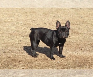French Bulldog Puppy for Sale in LANE, Oklahoma USA
