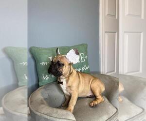 French Bulldog Puppy for sale in BOSTON, MA, USA