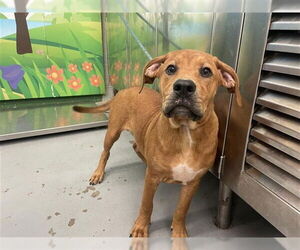 Labrador Retriever-Unknown Mix Dogs for adoption in Waco, TX, USA