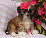 Small #4 Shih Tzu