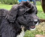 Small #2 Bernedoodle