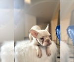 Small Photo #23 French Bulldog Puppy For Sale in TAMPA, FL, USA