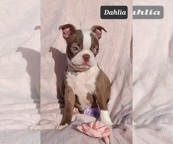 Medium Photo #6 Boston Terrier Puppy For Sale in POMEROY, OH, USA