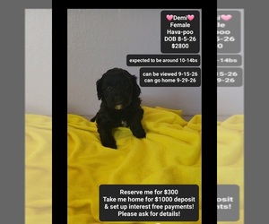 Havapoo Puppy for sale in TUCSON, AZ, USA