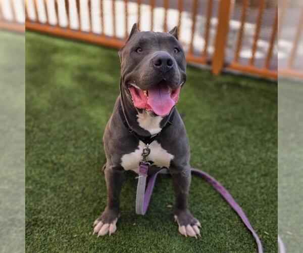 Medium Photo #2 Mutt Puppy For Sale in Las Vegas, NV, USA