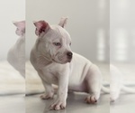 Small Photo #5 American Bully Puppy For Sale in STOCKTON, CA, USA