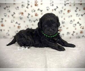 ShihPoo Puppy for sale in WINNSBORO, LA, USA