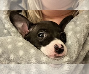 Rat Terrier Puppy for sale in WHITAKERS, NC, USA