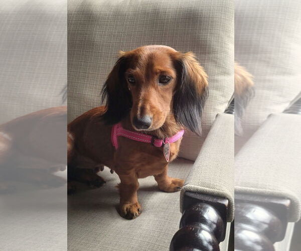 Medium Photo #16 Dachshund Puppy For Sale in Shelbyville, TN, USA