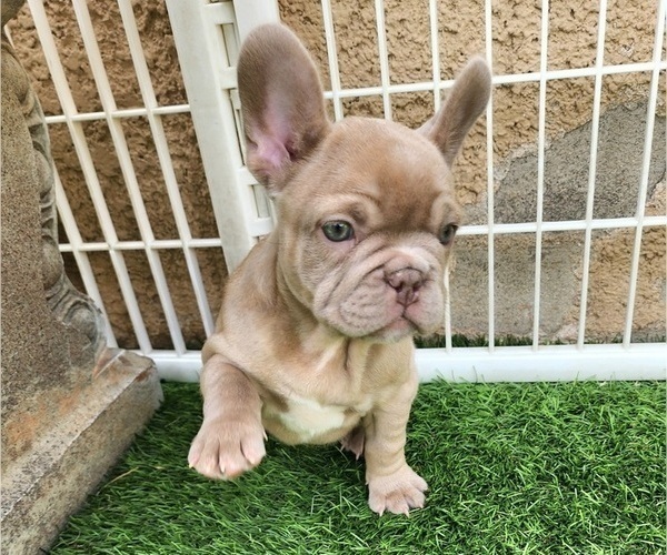 Medium Photo #6 French Bulldog Puppy For Sale in LAS VEGAS, NV, USA