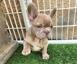 Small #5 French Bulldog