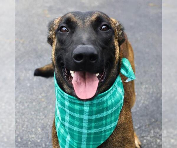 Medium Photo #1 Mutt Puppy For Sale in San Antonio, TX, USA