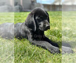 Puppy Mushroom Labrador Retriever