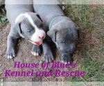 Small #19 American Pit Bull Terrier