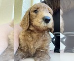 Small Photo #1 Goldendoodle Puppy For Sale in ROCKLEDGE, FL, USA