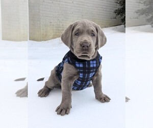 Medium Labrador Retriever