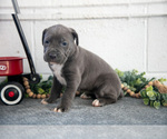 Small Photo #4 Cane Corso Puppy For Sale in BIRD IN HAND, PA, USA