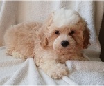 Small Photo #4 Maltipoo Puppy For Sale in PEABODY, MA, USA