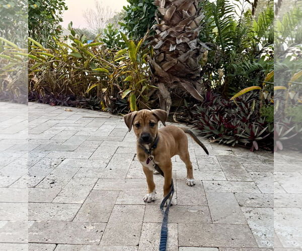 Medium Photo #1 Labrador Retriever-Unknown Mix Puppy For Sale in Royal Palm Beach, FL, USA