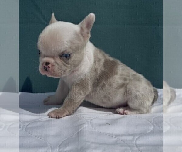 Medium Photo #1 French Bulldog Puppy For Sale in MIAMI, FL, USA