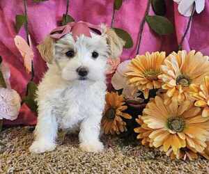 Maltipoo Puppy for sale in SIOUX CENTER, IA, USA