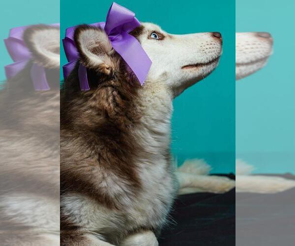 Medium Photo #1 Huskies -Unknown Mix Puppy For Sale in Calgary, Alberta, Canada