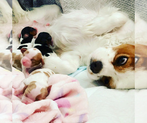 Mother of the Cavalier King Charles Spaniel puppies born on 11/03/2022