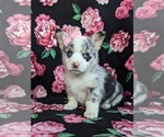 Small Photo #2 Pembroke Welsh Corgi Puppy For Sale in GLEN ROCK, PA, USA