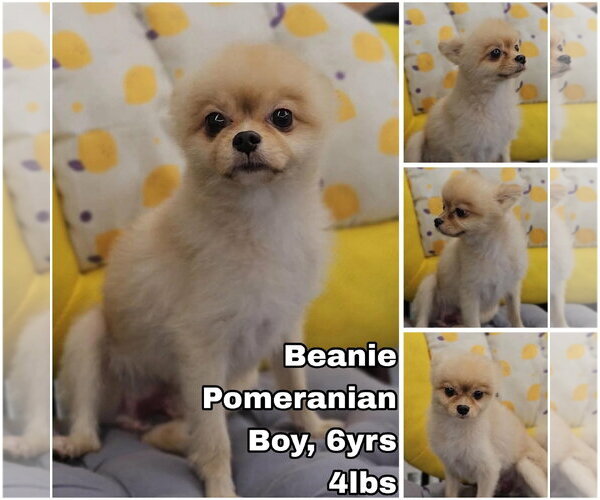Medium Photo #1 Pomeranian Puppy For Sale in Seattle, WA, USA