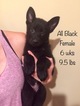 Small Photo #1 German Shepherd Dog Puppy For Sale in COLUMBIA, MO, USA