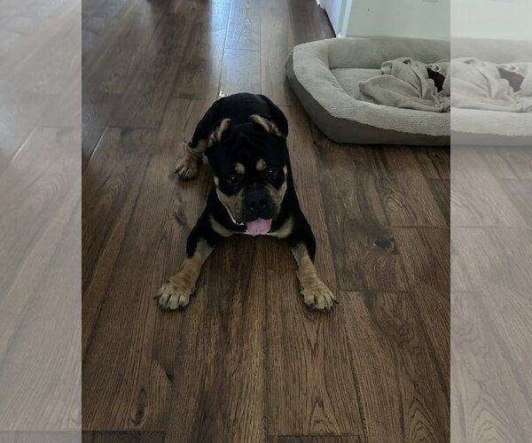 Medium Photo #3 Mutt Puppy For Sale in Thomasville, NC, USA