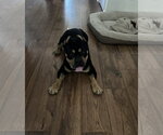 Small #2 Mutt