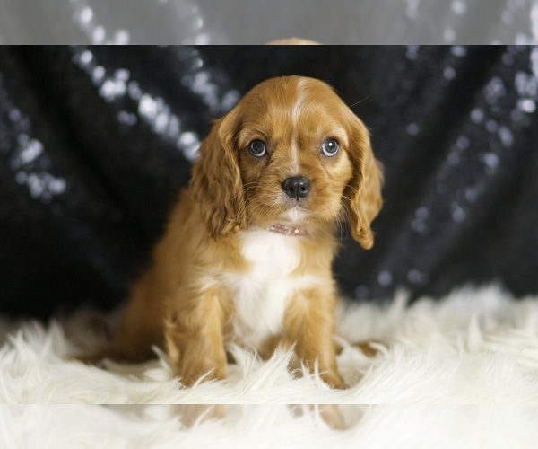 Medium Photo #5 Cavalier King Charles Spaniel Puppy For Sale in WARSAW, IN, USA