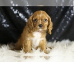 Small #4 Cavalier King Charles Spaniel