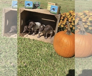 German Shorthaired Pointer Puppy for sale in SALUDA, SC, USA