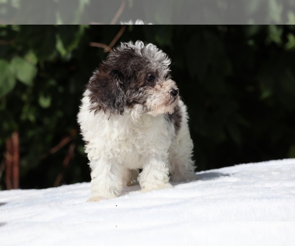 Medium Photo #12 Goldendoodle (Miniature) Puppy For Sale in DYERSBURG, TN, USA