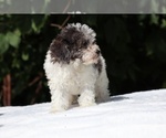 Small #11 Goldendoodle (Miniature)