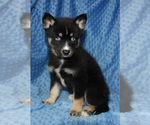 Small Photo #6 Pomsky Puppy For Sale in DENTON, TX, USA