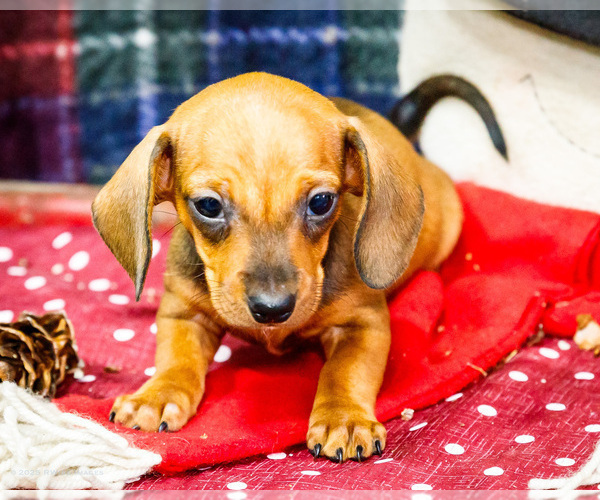 Medium Photo #2 Dachshund Puppy For Sale in WAKARUSA, IN, USA