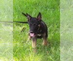 Small #1 German Shepherd Dog