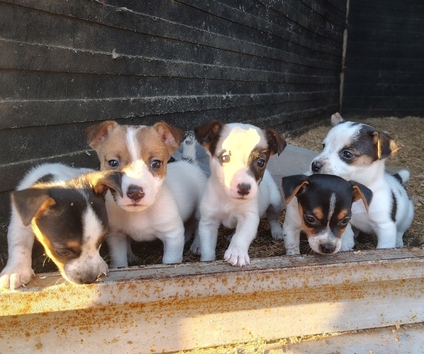 Medium Photo #1 Jack Russell Terrier Puppy For Sale in CHANDLER, OK, USA