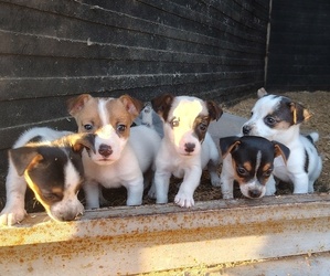 Jack Russell Terrier Puppy for sale in CHANDLER, OK, USA
