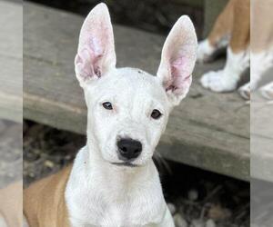 Labrador Retriever-Unknown Mix Dogs for adoption in Yardley, PA, USA