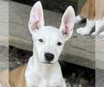 Small Labrador Retriever Mix