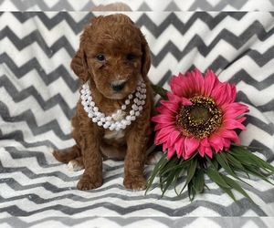Goldendoodle-Poodle (Miniature) Mix Puppy for sale in CEDAR LANE, PA, USA