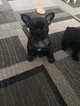 Small Photo #2 French Bulldog Puppy For Sale in OAK PARK, MI, USA