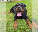 Small Rottweiler Mix